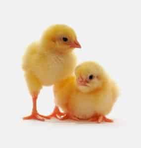 Blog foster farms
