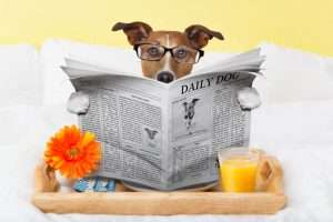 Blog god reading newspaper. Gratitude lessons from a dog